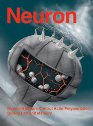 The study, which was published as the cover story of the journal Neuron, showed that a main driver of memory formation is myosin II, a motor protein critical to cell movement and growth.